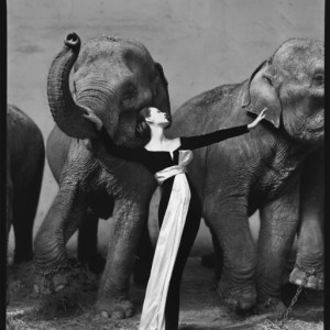 Dovima with elephants, evening dress by Dior, Cirque d&rsquo;Hiver, Paris, August, 1955. Photograph by Richard Avedon. &copy; The Richard Avedon Foundation